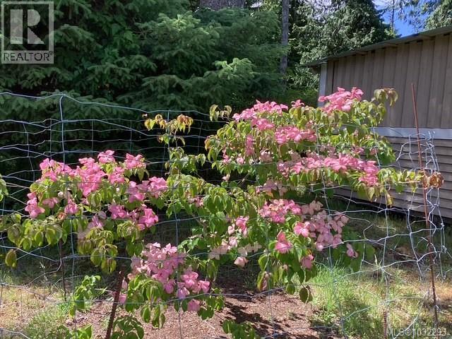 pink Dogwood tree