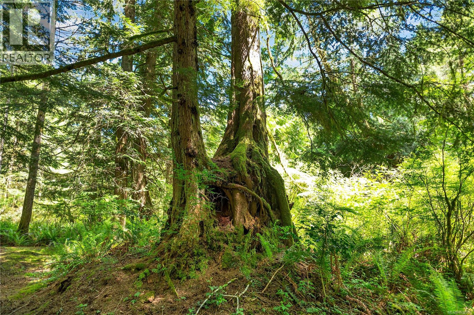 view of trails that wind through mature forest on the property