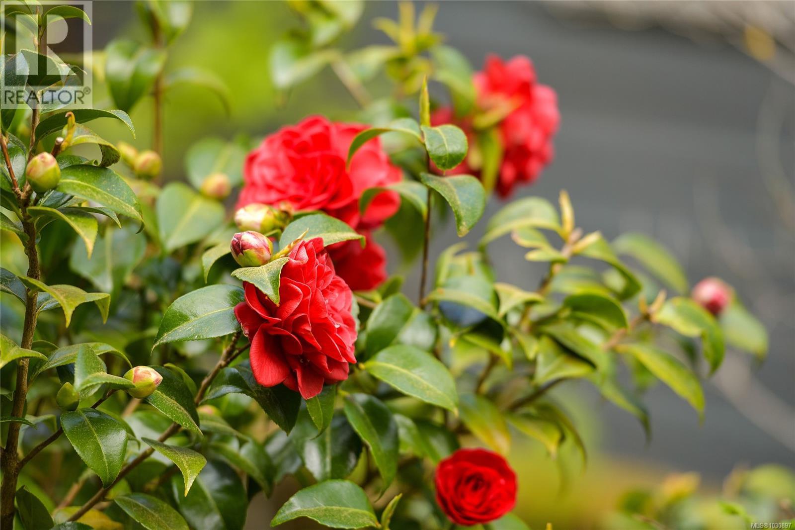 514 Aya Reach Rd - 53