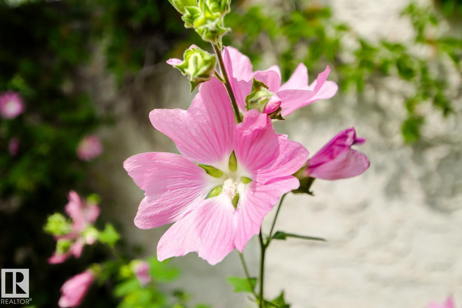 11707 29 AV NW NW, Edmonton