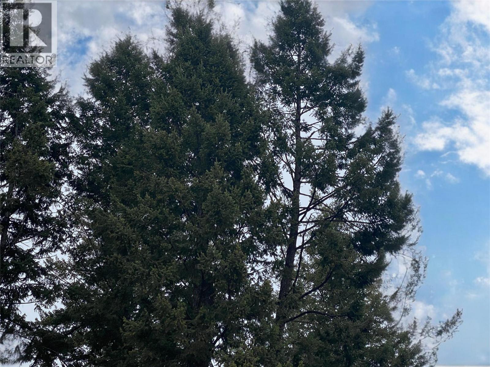 Gorgeous Trees