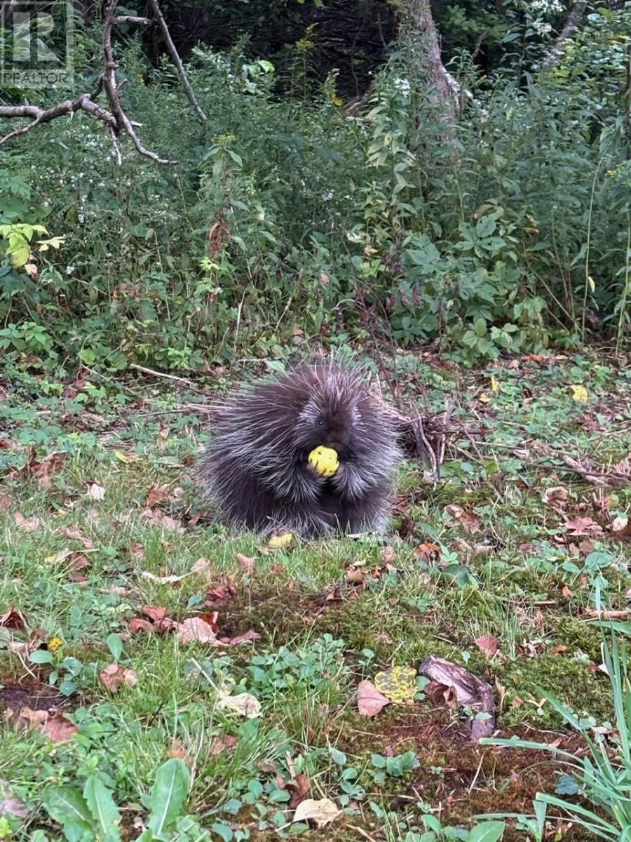 Property 31 of 37 of 18540 Country Harbour  Hwy 316 Highway