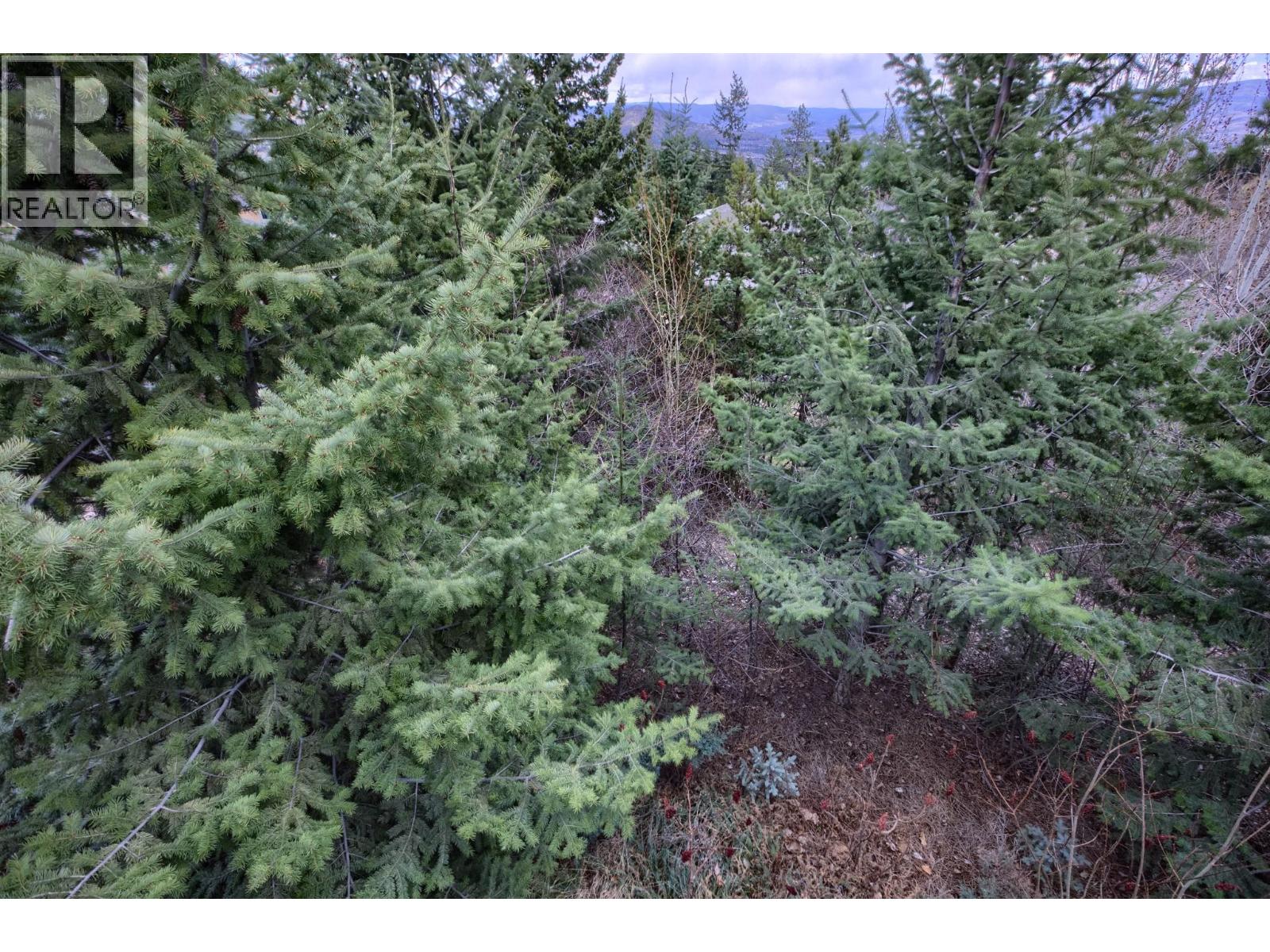 Forest Provides Great Soundscape