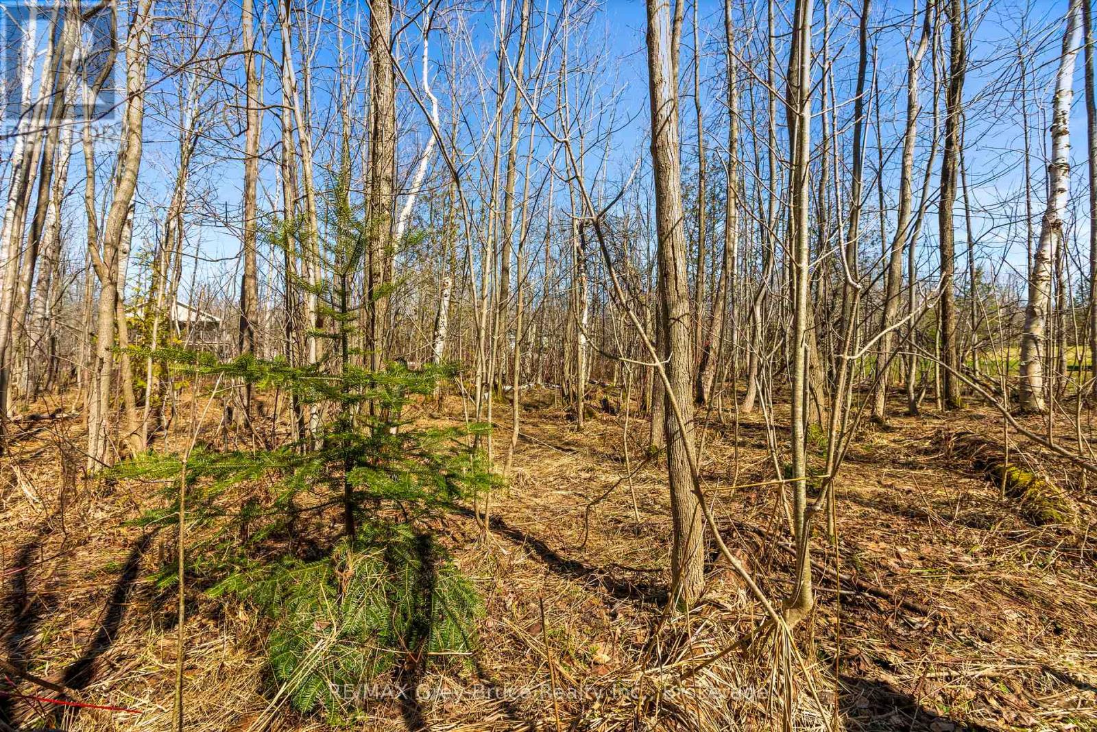 Level lot, well treed for privacy!