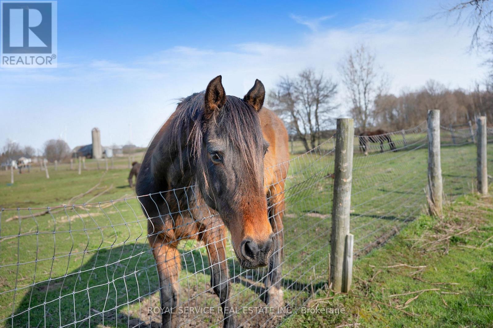 Paddocks and Equestrian Ring on site.