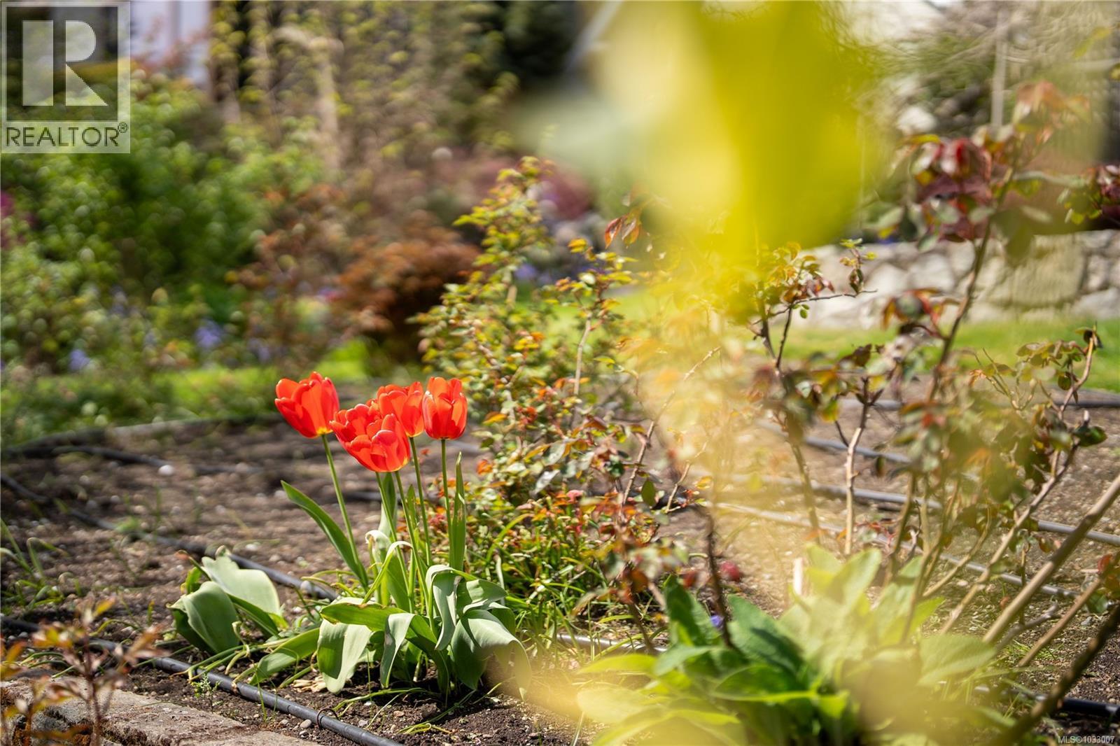  1541 Despard Avenue, Victoria