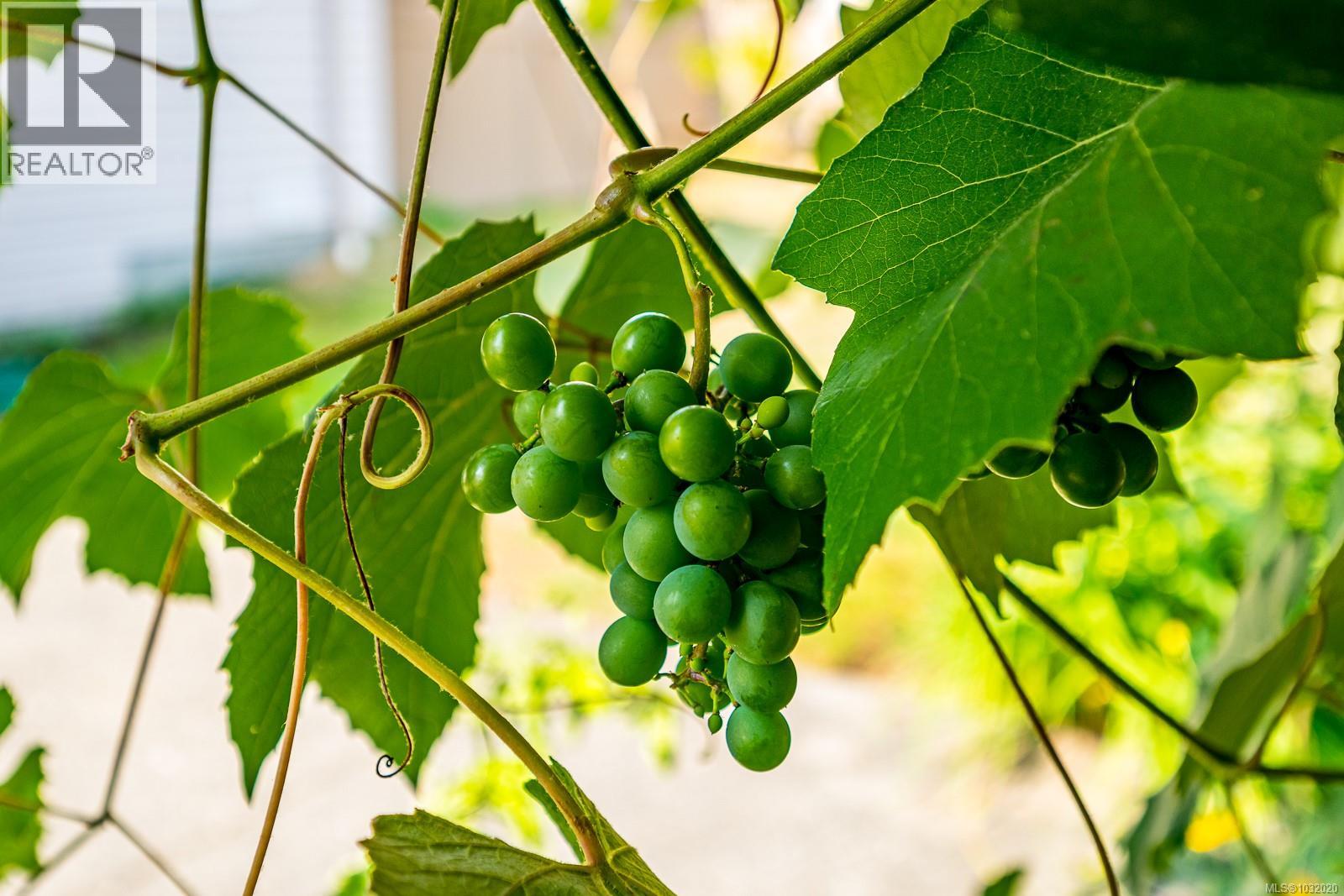 Mature grape vine in your own backyard