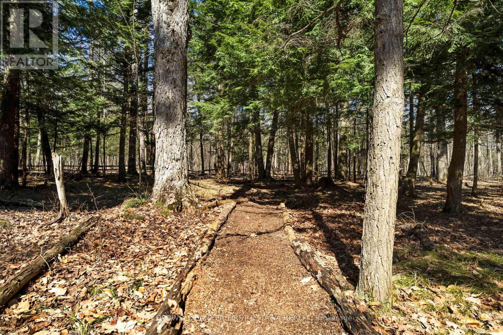 Groomed pathway among the trees