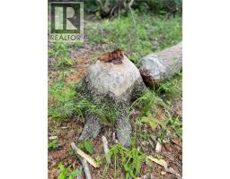 Vacant Lot Lakeview Road, Washademoak, NB E4C2L6 Photo 8