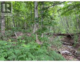Vacant Lot Lakeview Road, Washademoak, NB E4C2L6 Photo 9