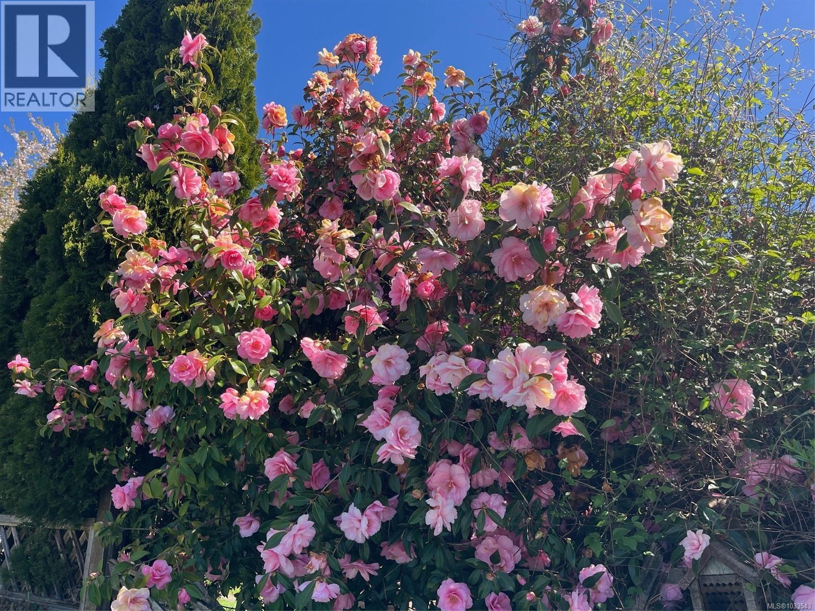 1646 Maquinna Ave - 27