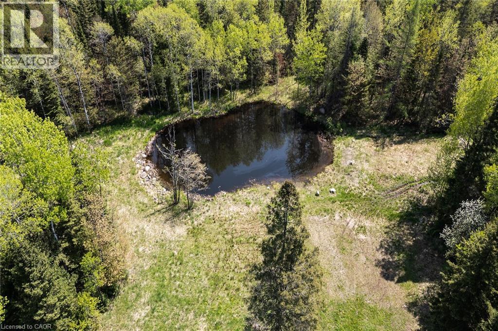 Natural pond surrounded by mature woodland, featuring a mix of deciduous and coniferous trees