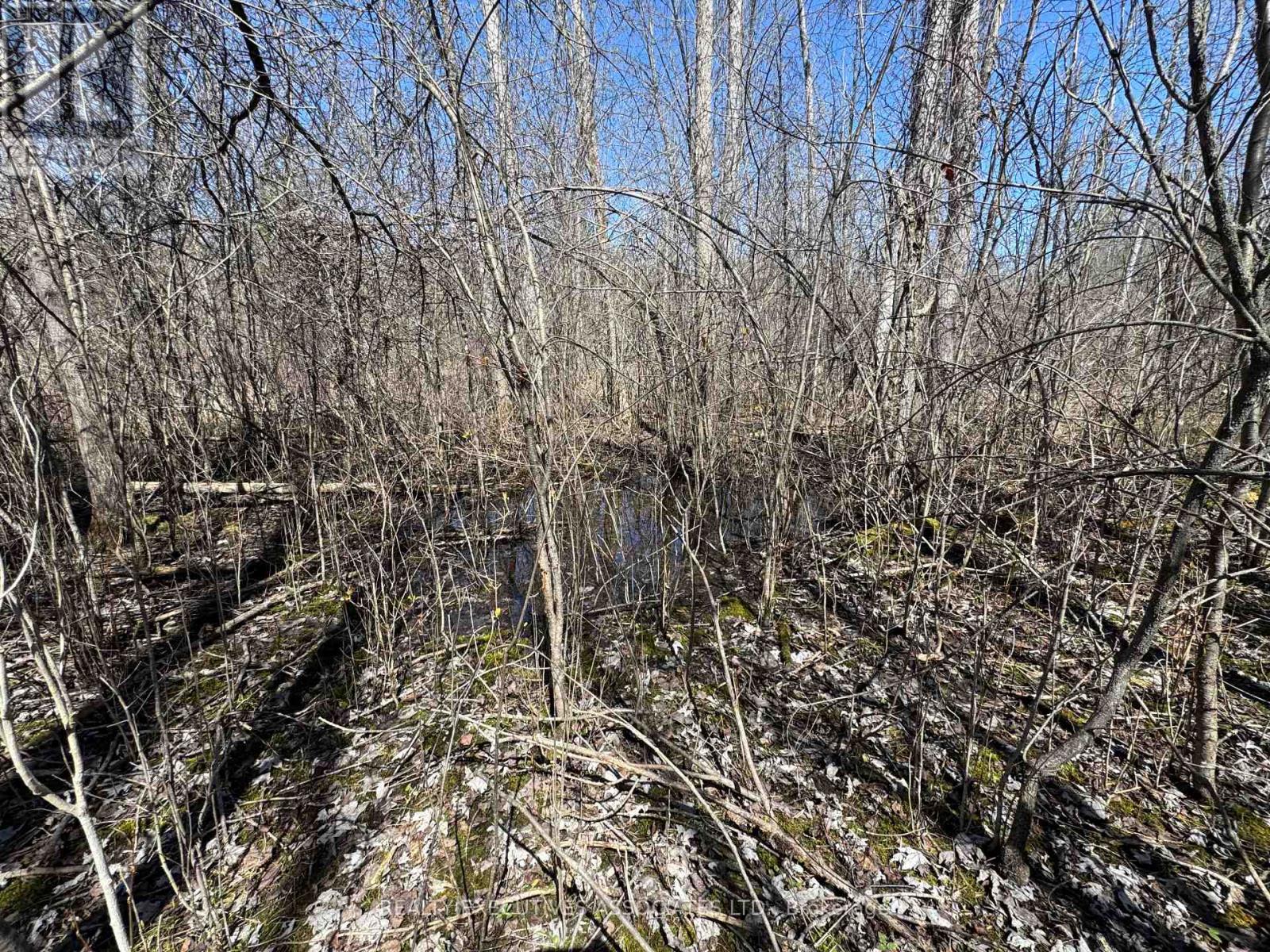Spring Fed Pond