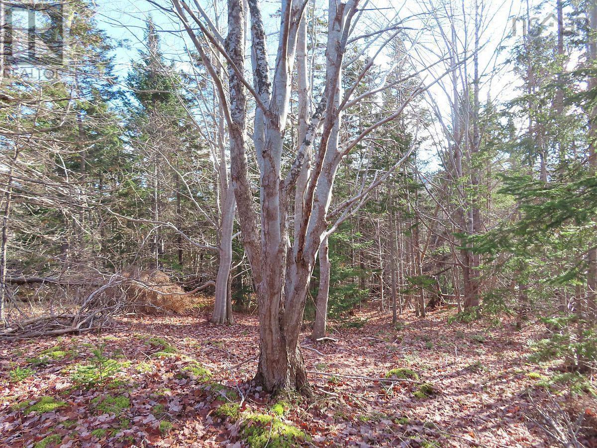 Property 23 of 48 of 46 Acres Washabuck Road
