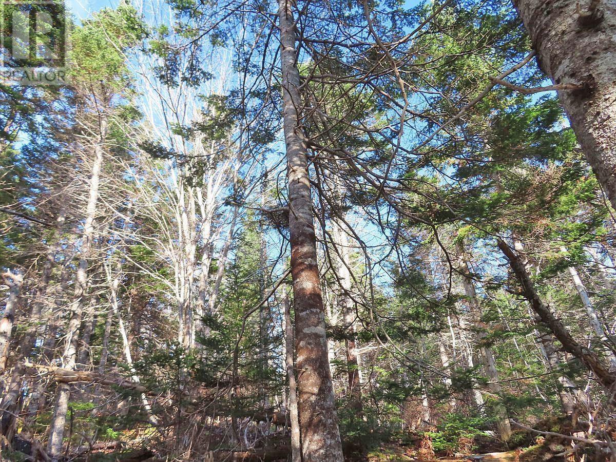 Property 28 of 48 of 46 Acres Washabuck Road
