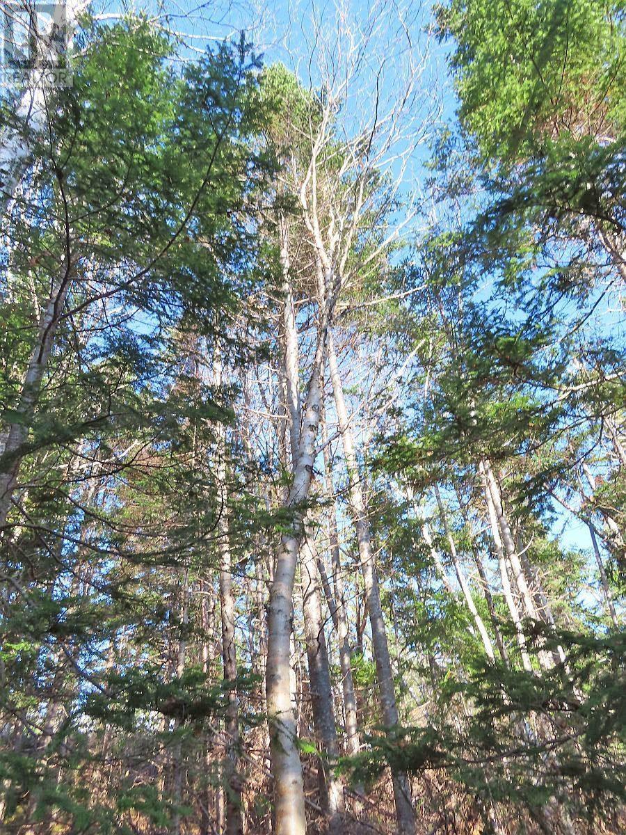 Property 31 of 48 of 46 Acres Washabuck Road