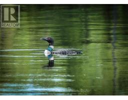 16 Evergreen Way, Trent Lakes, ON K0M1A0 Photo 43
