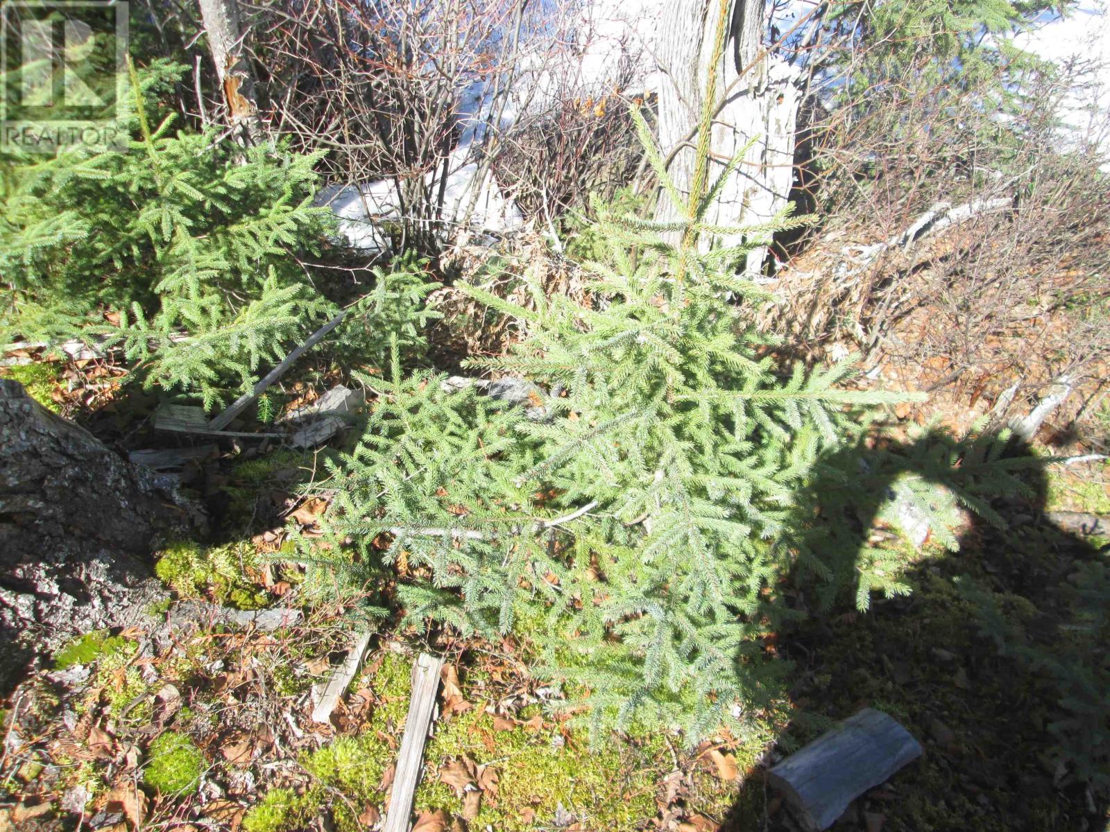 290 Sorenson Avenue, Ignace, Ontario, P0T1T0 — Photo 5