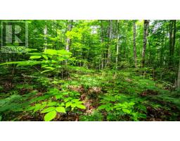 Part 1 Tammy's Cove Road, Northern Bruce Peninsula, ON N0H1Z0 Photo 11