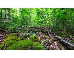 Part 1 Tammy's Cove Road, Northern Bruce Peninsula, ON N0H1Z0 Photo 12