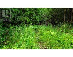 Part 1 Tammy's Cove Road, Northern Bruce Peninsula, ON N0H1Z0 Photo 13
