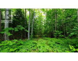 Part 1 Tammy's Cove Road, Northern Bruce Peninsula, ON N0H1Z0 Photo 7