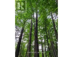20 Peplinskie Homestead Road, Madawaska Valley, ON K0J1B0 Photo 18