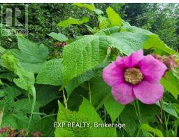 20 Peplinskie Homestead Road, Madawaska Valley, ON K0J1B0 Photo 6
