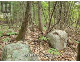 20 Peplinskie Homestead Road, Madawaska Valley, ON K0J1B0 Photo 11