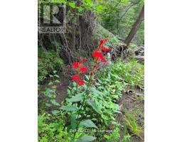 Pt Lt 8 Old Barry's Bay Road, Madawaska Valley, ON K0J1L0 Photo 11