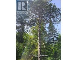 Pt Lt 8 Old Barry's Bay Road, Madawaska Valley, ON K0J1L0 Photo 6
