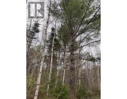 Lots Mclaughlin Road, Pine Ridge, NB E4W3S6 Photo 6