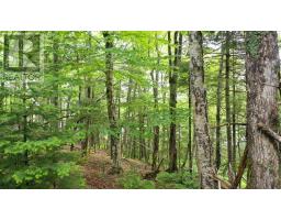 Lot 13 Old Ellie Lane Lane, Brazil Lake, NS B5A5N4 Photo 8