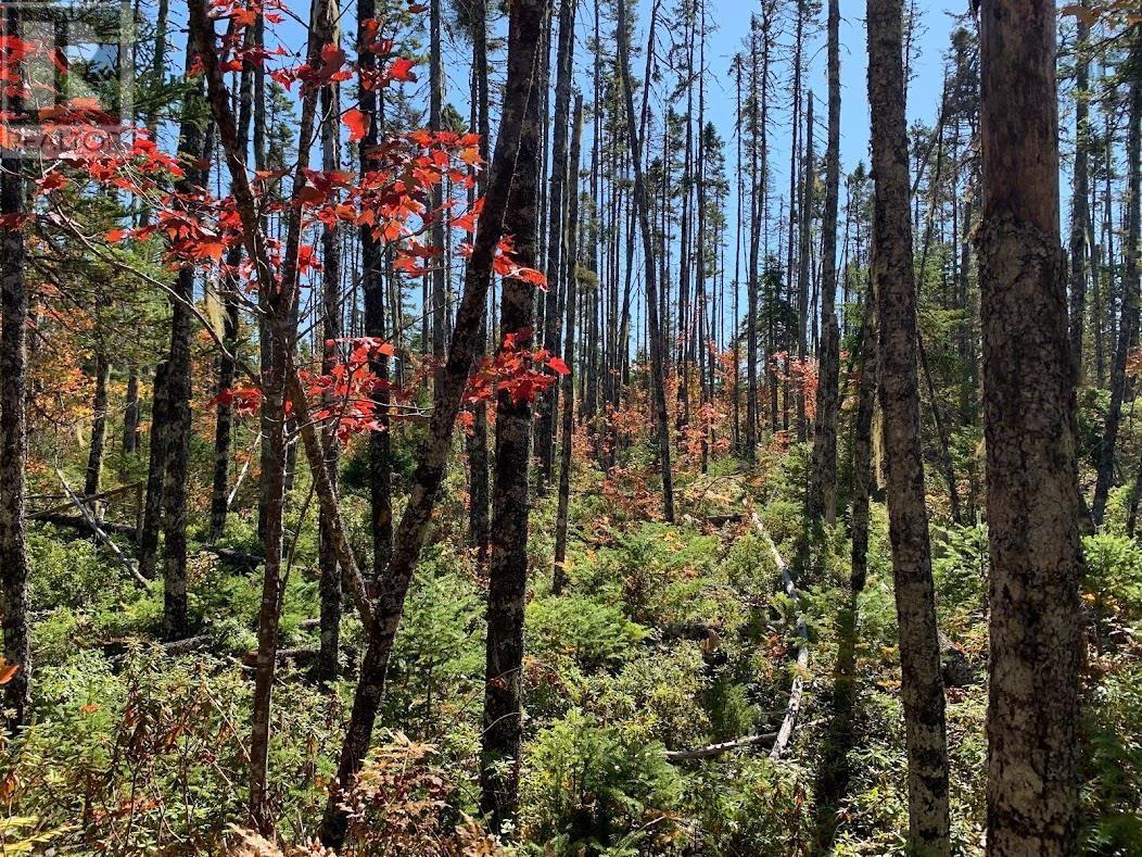 Lot 1 Cabin Pleasant River Preserve - 23