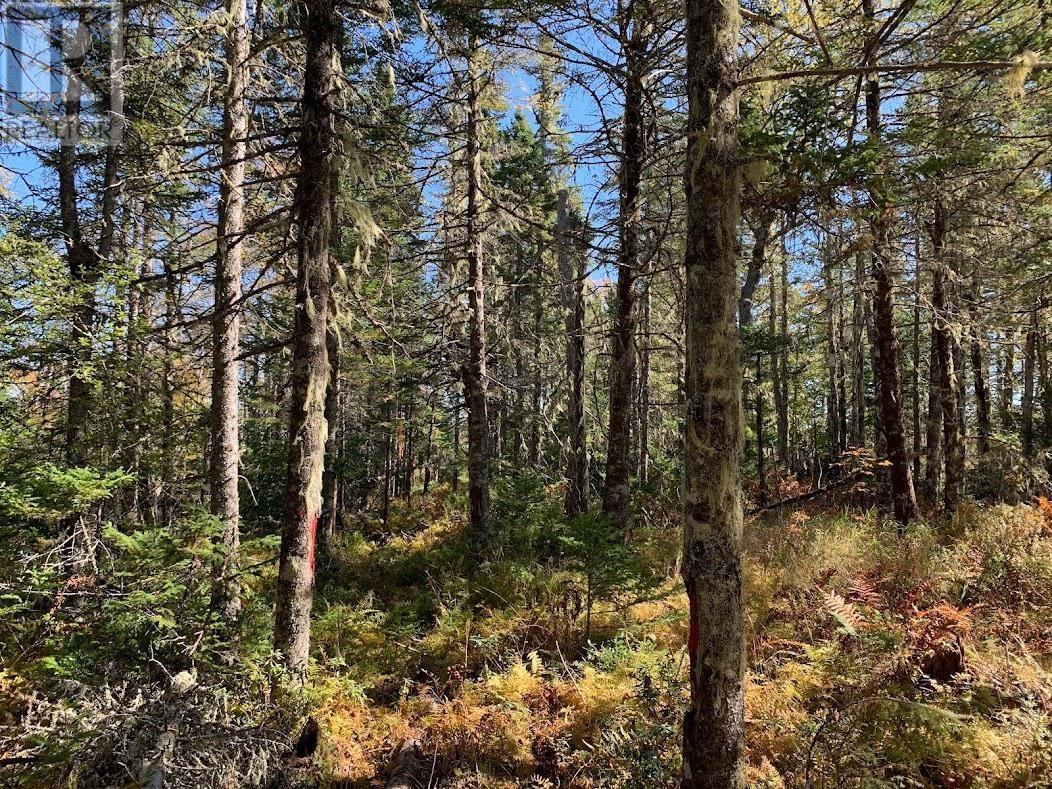 Lot 1 Cabin Pleasant River Preserve - 22