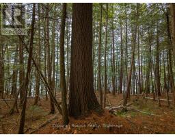 North Lot 18863 Kawagama Lake North Shore Drive, Algonquin Highlands, ON P0A1E0 Photo 15