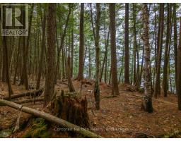 North Lot 18863 Kawagama Lake North Shore Drive, Algonquin Highlands, ON P0A1E0 Photo 18