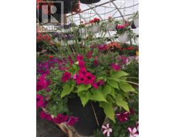 Misty Meadows Greenhouse Ltd., Meadow Lake, SK S9X1Y6 Photo 6