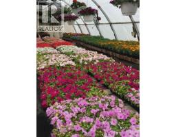 Misty Meadows Greenhouse Ltd., Meadow Lake, SK S9X1Y6 Photo 8