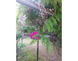 7566 Dunsmuir Street, Mission, BC V2V4B4 Photo 31