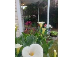 7566 Dunsmuir Street, Mission, BC V2V4B4 Photo 36