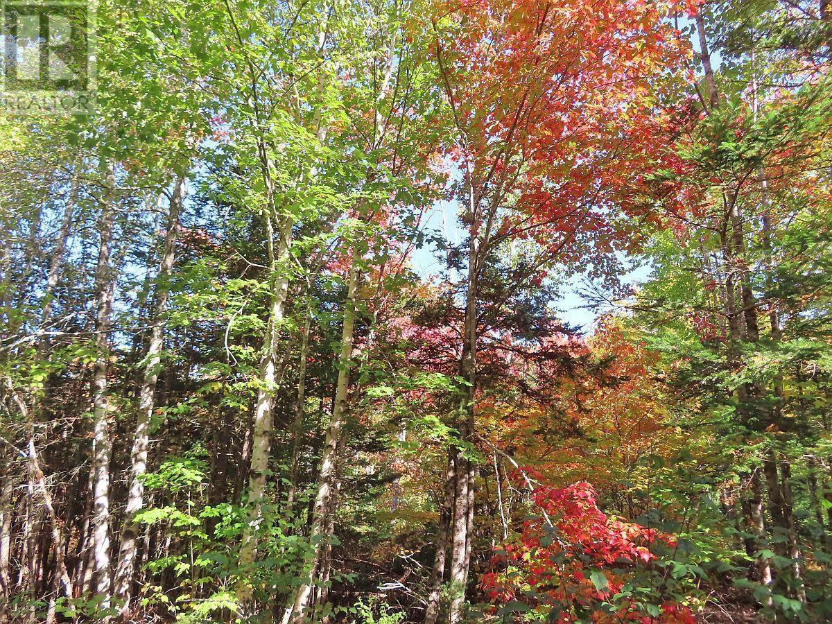 Property 29 of 47 of 128.5 Acres West Side Road
