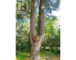 24 Robinson Road, Hastings Highlands, ON K0L2S0 Photo 11