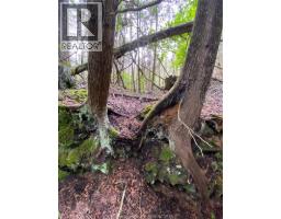 V/l Warner Bay Road, Bruce County, ON N0H2R0 Photo 15