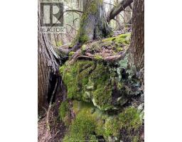 V/l Warner Bay Road, Bruce County, ON N0H2R0 Photo 19