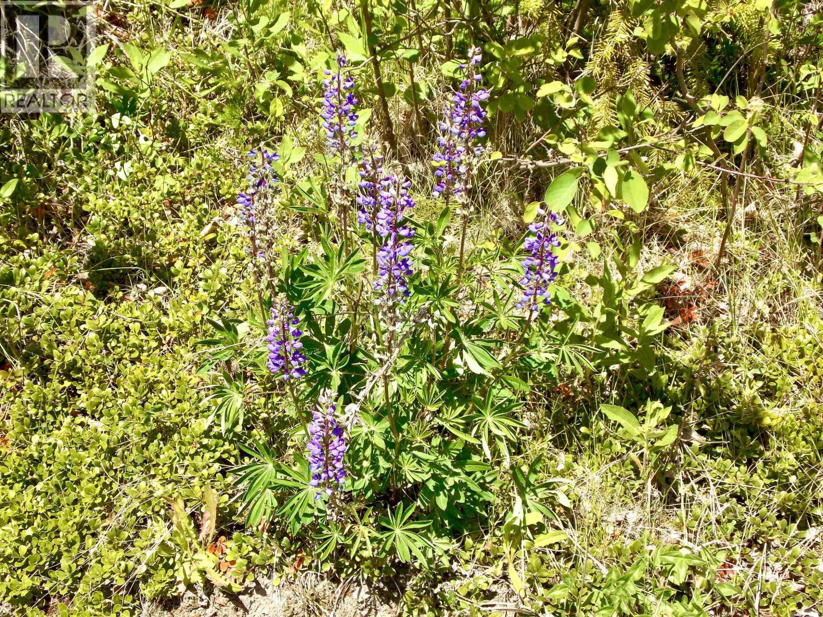 LOT A STARLIKE LAKE ROAD - 33