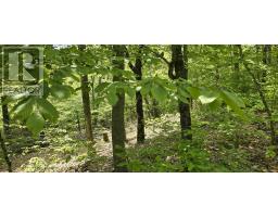 Lot 24-2 East Clifford Road, East Clifford, NS B4V7R8 Photo 25