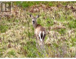 Lot 5, Lakeside Road, Dayton, NS B5A5K3 Photo 17