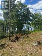 493 BUTTERMILK LANE - 9