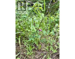 Lot A Big Lake Road, Williams Lake, BC V0L1G0 Photo 24